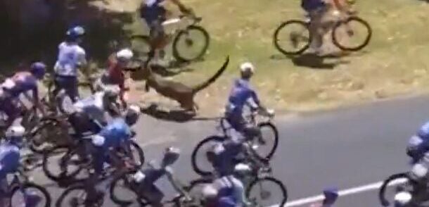 Striking footage from Tour Down Under: kangaroo causes GC leader Jay Vine to crash